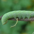 Abendpfauenauge (Smerinthus ocellata)